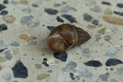 Bulimulus
