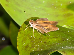 Synapte pecta