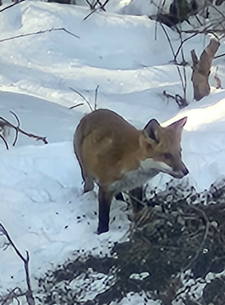 Red Fox In February 2024 By Barhope A Regular Visitor To Our Yard   Large 