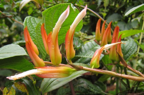 Pitcairnia alata