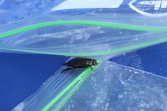Megadytes