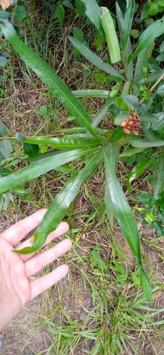 Labatia salicifolia, photograph 4