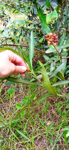 Labatia salicifolia, photograph 5