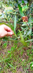 Labatia salicifolia, photograph Magdalena Carabio Foti, CC BY, iNaturalist via GBIF