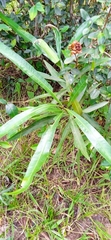 Labatia salicifolia, photograph Magdalena Carabio Foti, CC BY, iNaturalist via GBIF