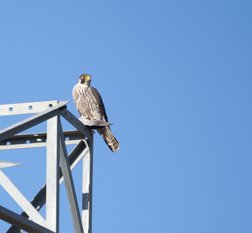 Avistamiento Halcón peregrino