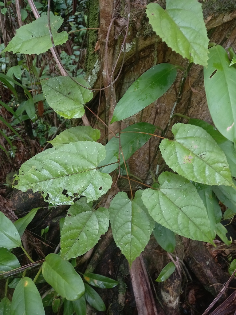 Ayenia byttnerioides