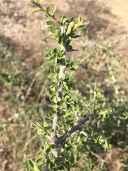 Condalia mexicana