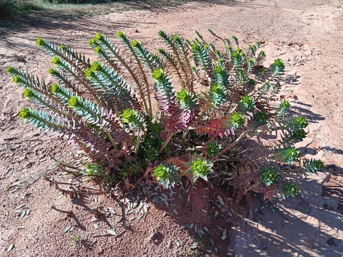 Image of Euphorbia rigida by no rights reserved