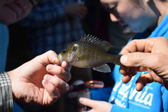 Lepomis punctatus
