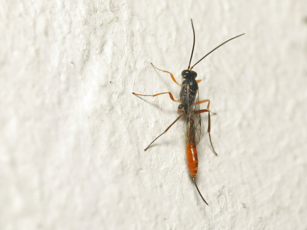 Ichneumonid wasp