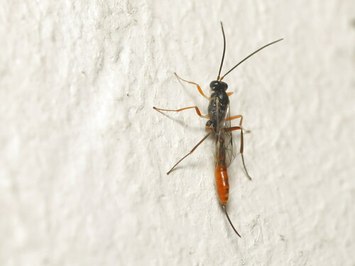 Ichneumonid wasp