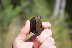 Sternotherus intermedius