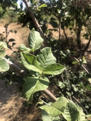 Combretum mossambicense