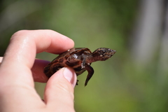 Sternotherus intermedius