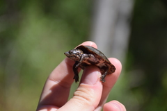 Sternotherus intermedius