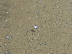 Celastrina idella
