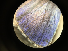 Celastrina idella