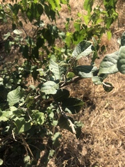 Combretum mossambicense