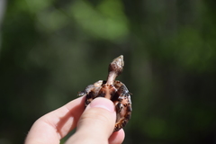 Sternotherus intermedius