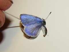 Celastrina idella