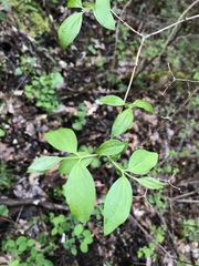 Philadelphus lewisii
