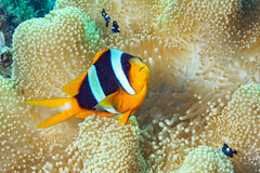 Madagascar Anemonefish photo 2