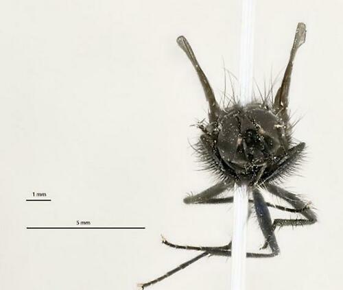 iNaturalist observation photo of Flies