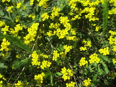 Draba sibirica