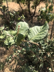 Combretum mossambicense