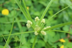 Cyperus luzulae