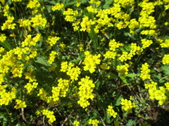 Draba sibirica