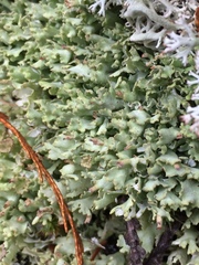 Cladonia turgida