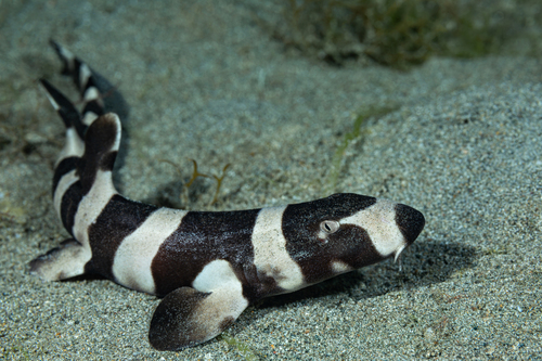 Brown spotted cat shark (Chiloscyllium punctatum) — Hemiscylliidae — 3