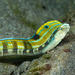 Snake Blenny - Photo (c) Francois Libert, some rights reserved (CC BY-NC), uploaded by Francois Libert