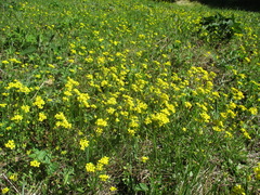Draba sibirica