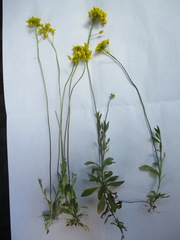 Draba sibirica