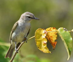 Yucatan Vireo photo 3