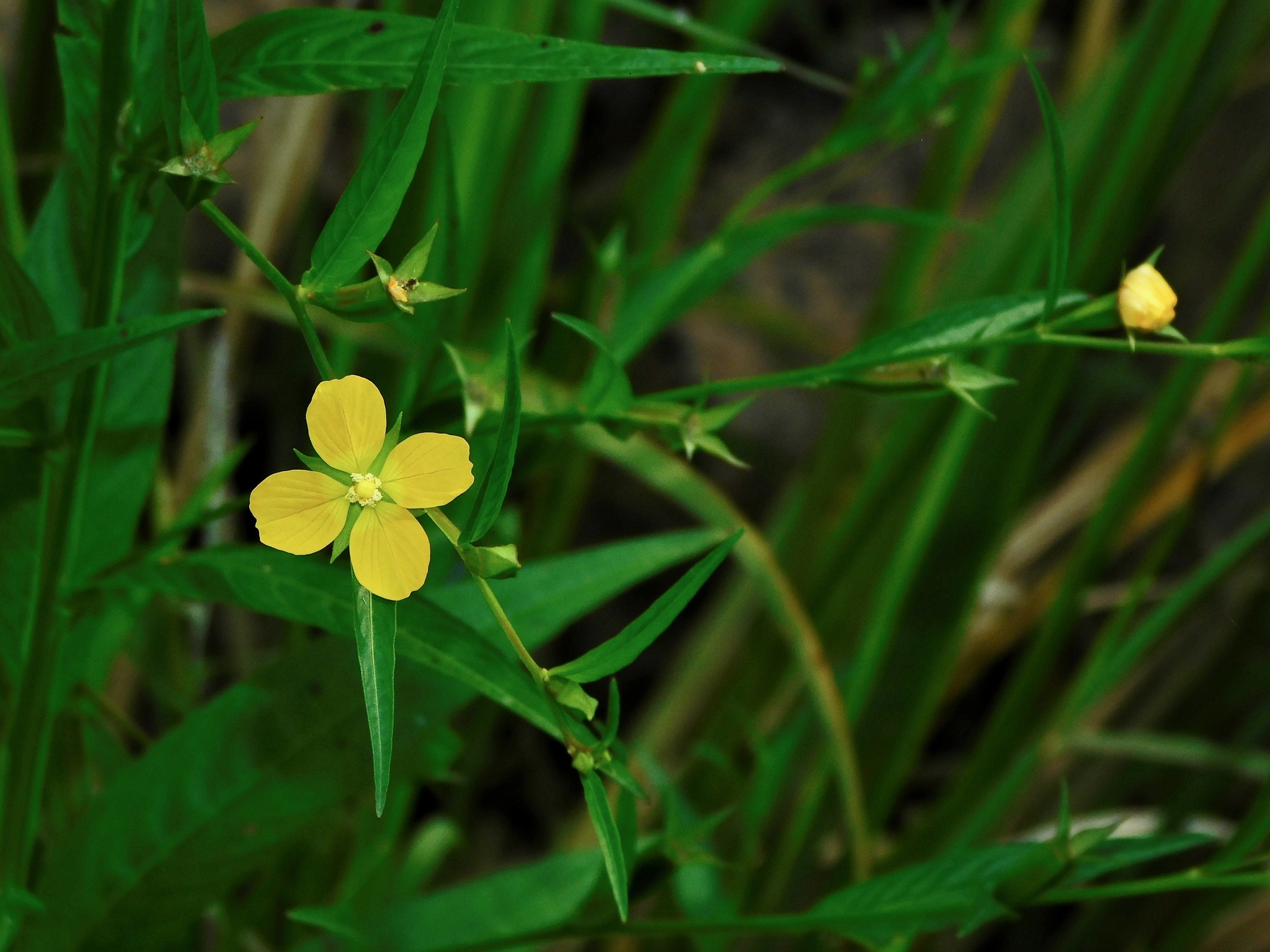 Ludwigia decurrens