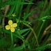 Wingleaf Primrose-Willow - Photo (c) Michael J. Papay, some rights reserved (CC BY), uploaded by Michael J. Papay
