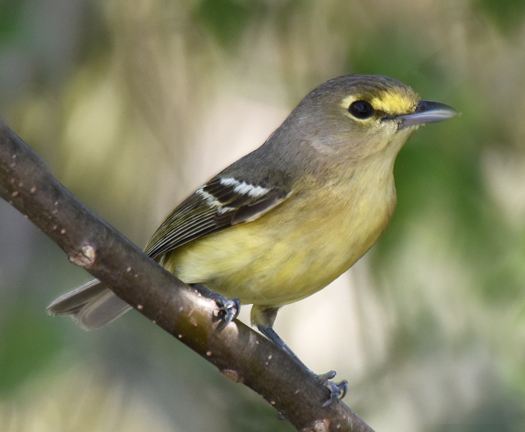 Thick-billed Vireo photo