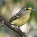 Thick-billed Vireo - Photo (c) Steven Mlodinow, some rights reserved (CC BY-NC), uploaded by Steven Mlodinow
