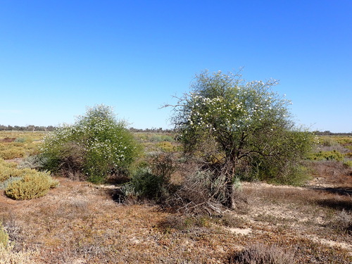 Image of Twiggy Emu-Bush (Eremophila polyclada) by (c) Nina Kerr, some rights reserved (CC BY)