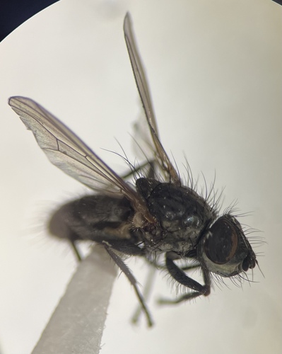 iNaturalist observation photo of Root-maggot Flies