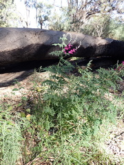 Nina Kerr, CC BY, iNaturalist via GBIF Swainsona greyana, photograph Nina Kerr, CC BY, iNaturalist via GBIF