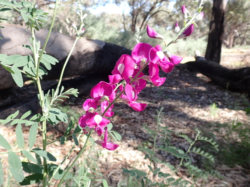 Image of Swainsona greyana by (c) Nina Kerr, some rights reserved (CC BY)