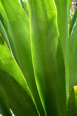 Agave caymanensis