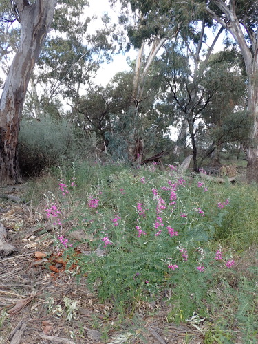 Image of Swainsona greyana by (c) Nina Kerr, some rights reserved (CC BY)