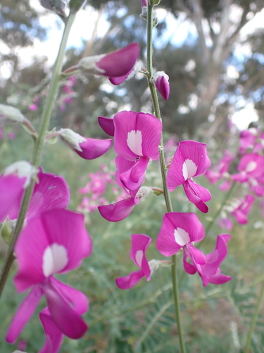 Hairy Darling Pea (Swainsona greyana)