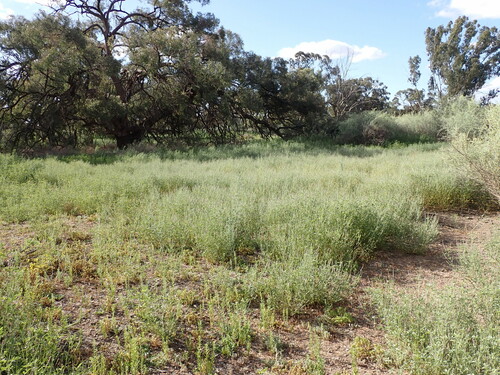 Image of Hoary Scurf-pea by (c) Nina Kerr, some rights reserved (CC BY)